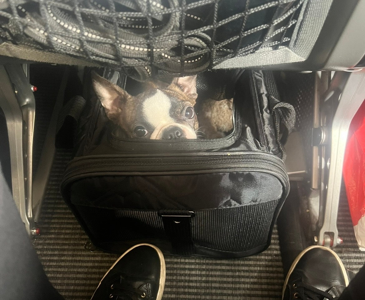 Hund i handbagage – vad gäller?