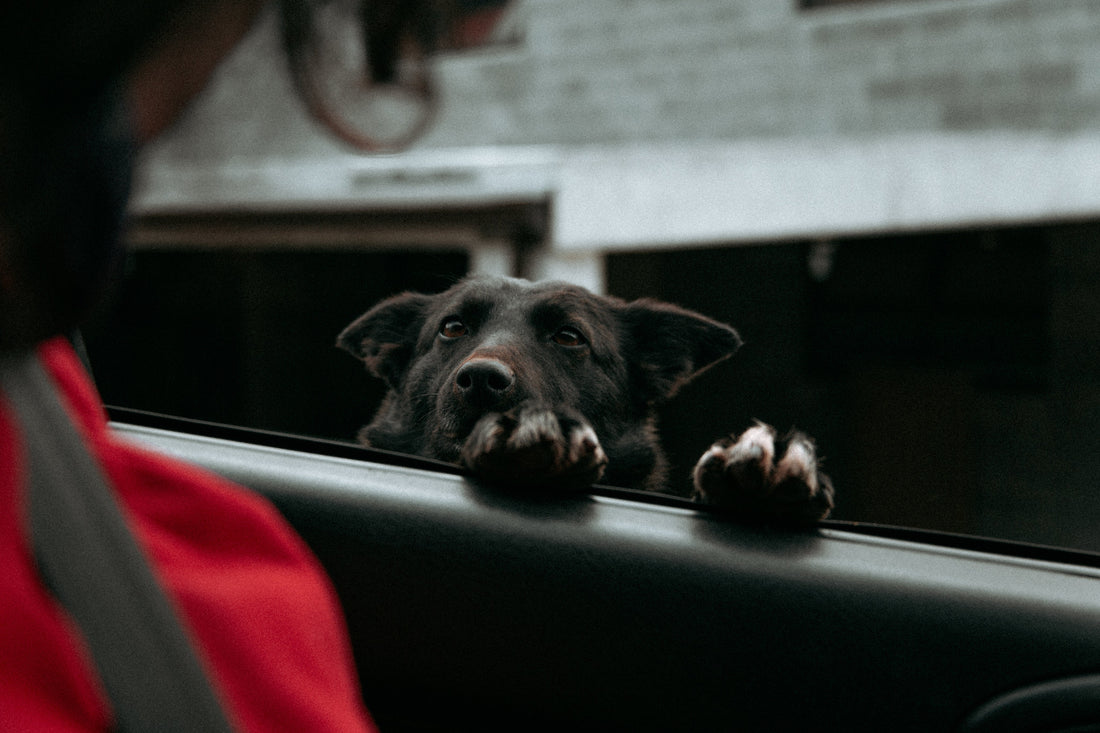 stress hos hund