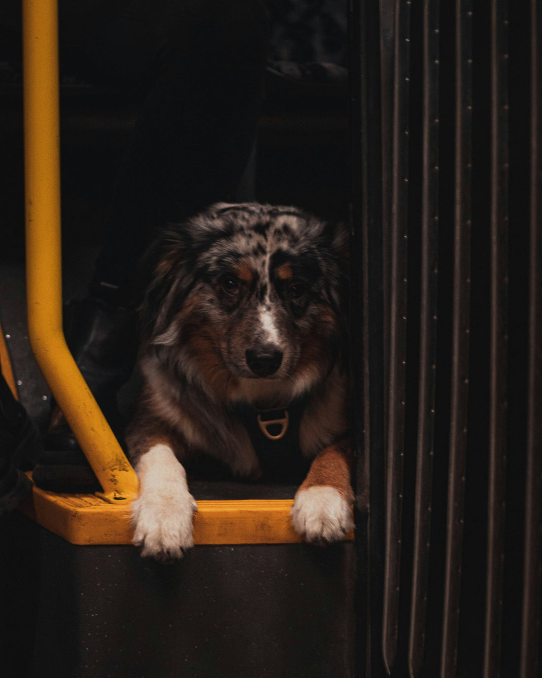 Resa med hund på tåg i Sverige – hund som ligger på golv bredvid tågsäte
