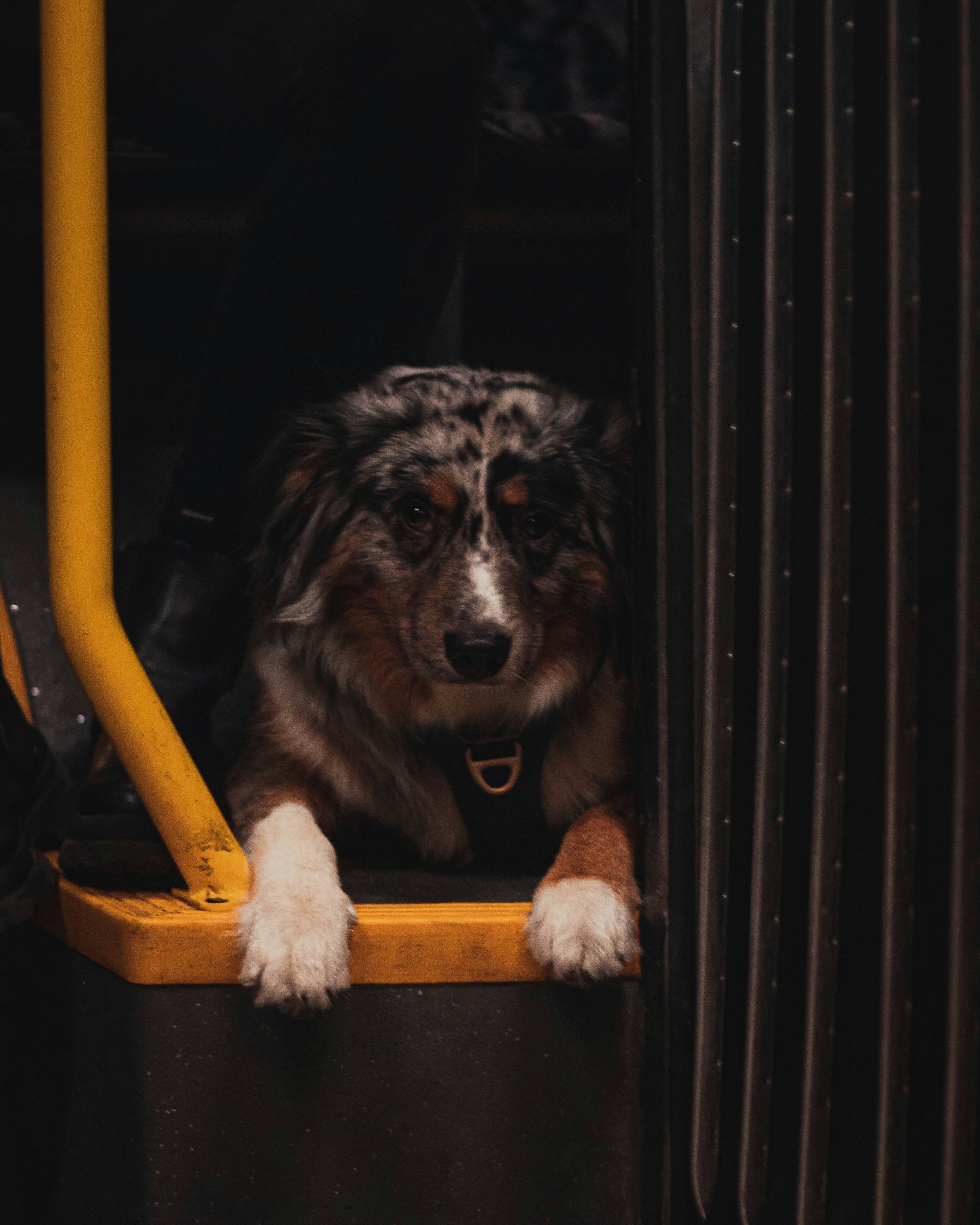 Resa med hund på tåg i Sverige – hund som ligger på golv bredvid tågsäte