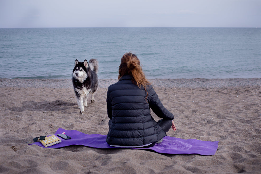 Resa med hund utomlands – checklistan